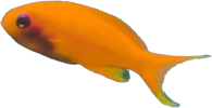 fish1